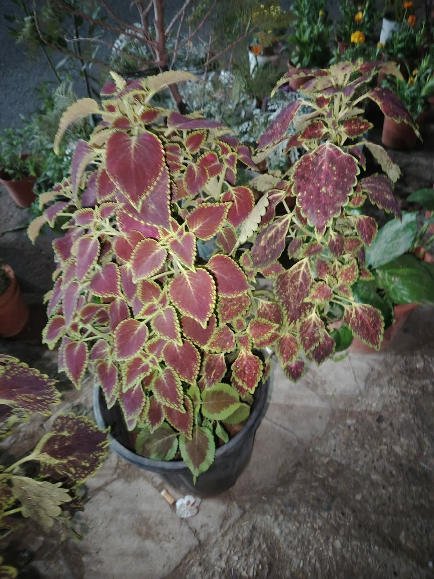 Coleus tree